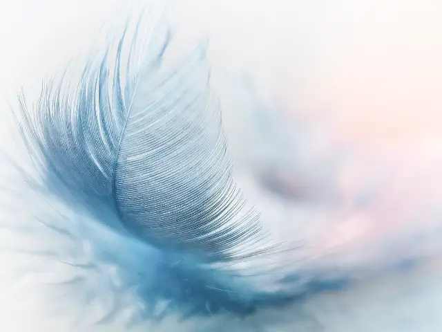 Feather